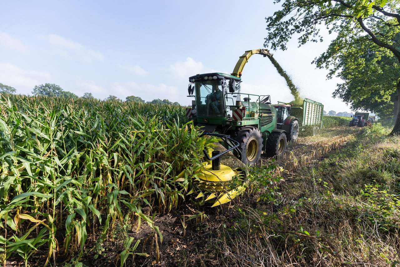 Bild 195 - Maisernte